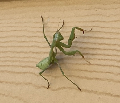 Praying Mantis.PNG