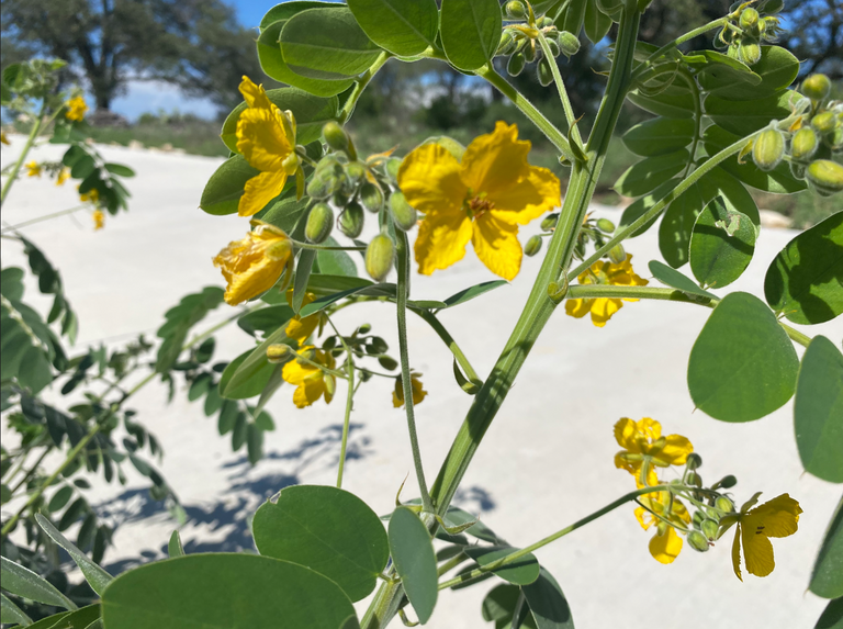 Yellow flower 3.PNG