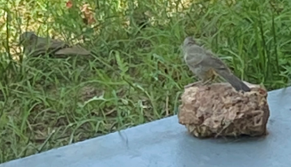 birds on porch.PNG