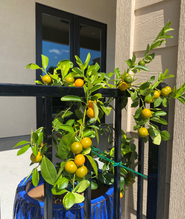 mini citrus getting ripe.PNG