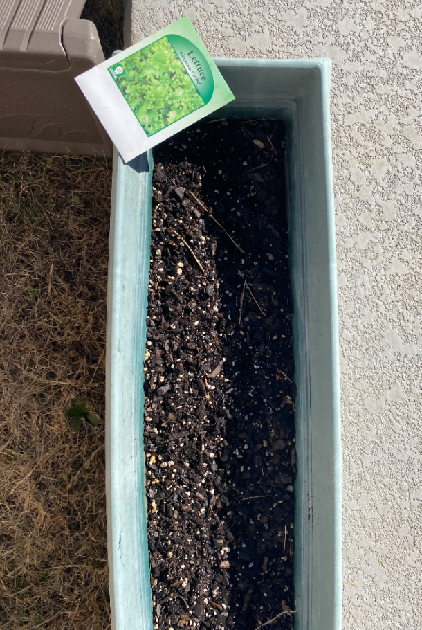 Planted Lettuce seed.PNG
