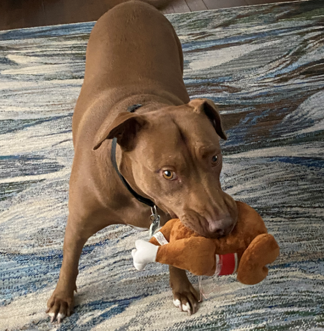 Roxie and her new toy.PNG