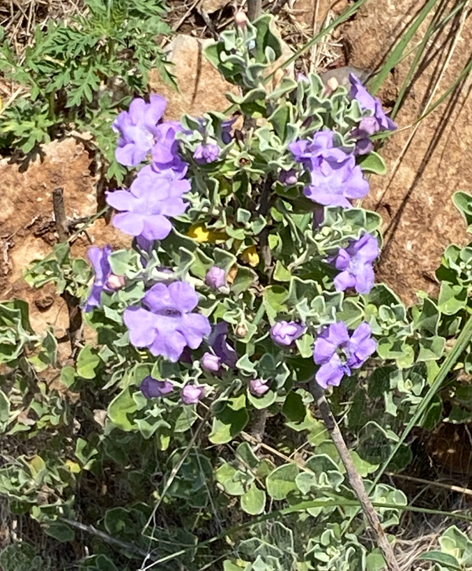 Sage finally blooming.PNG