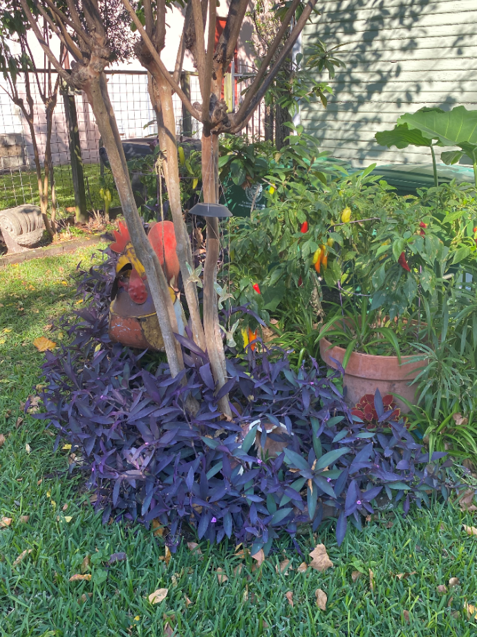 Backyard with peppers.PNG