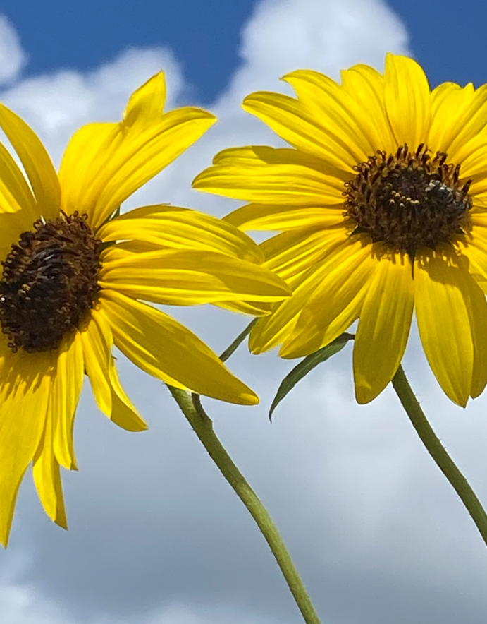 Sunflowers and clouds.PNG