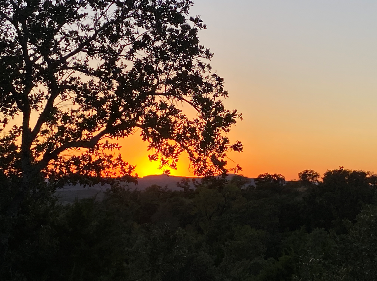 Sunset and trees.PNG