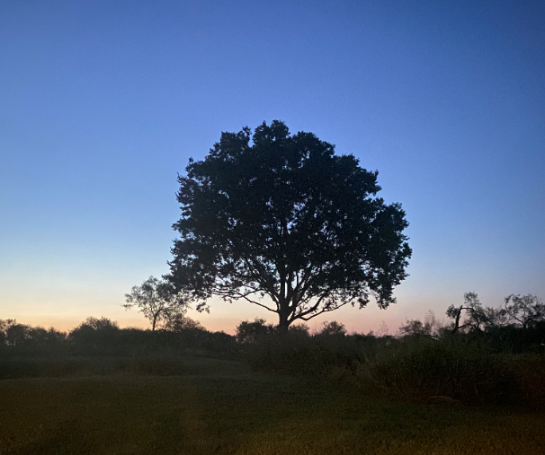 Lone tree at sunset.PNG