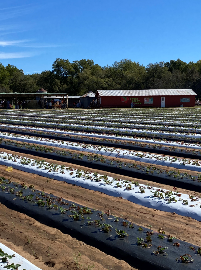 Freshly planted Strawberry plants.PNG