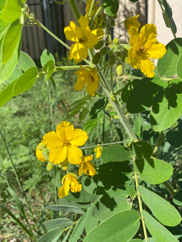 Yellow flower 1.PNG