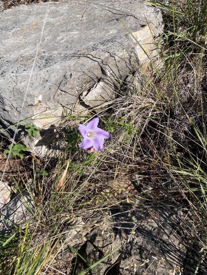 Purple flower.PNG