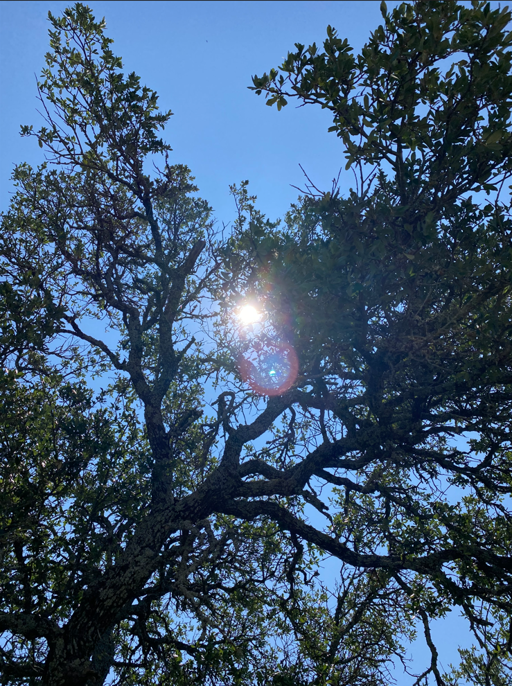 Sun breaking through the tree.PNG