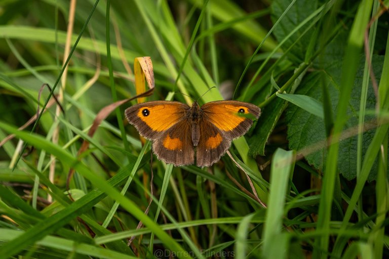 Ulley-Gate Keeper butterfly.jpg