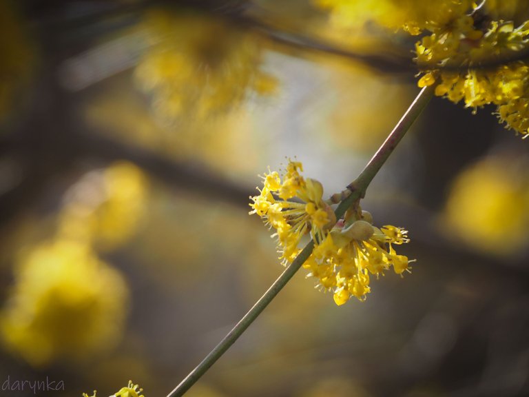 жовті квіти 3.jpg