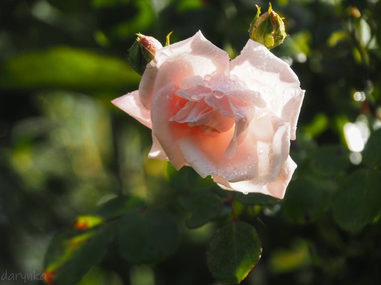 білі троянди 1.jpg