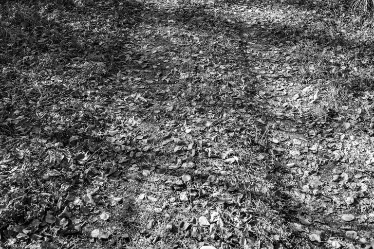 DSC08782.jpeg