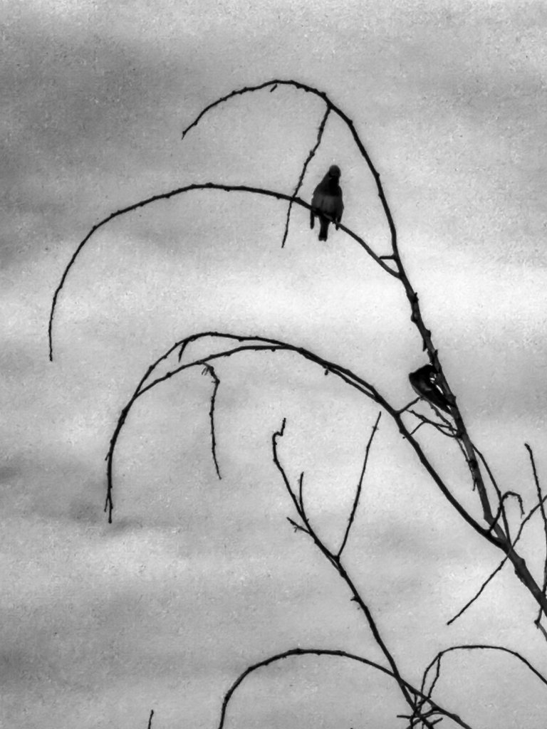 IMG_0550.jpeg