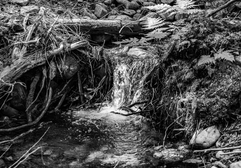 DSC09064.jpeg