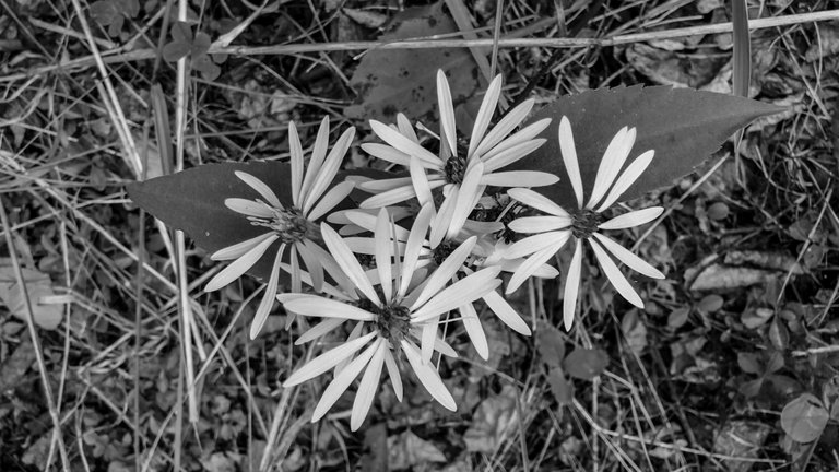 IMG_0770.jpeg