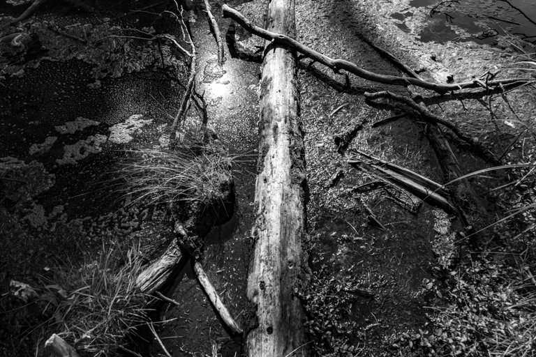 DSC08394.jpeg