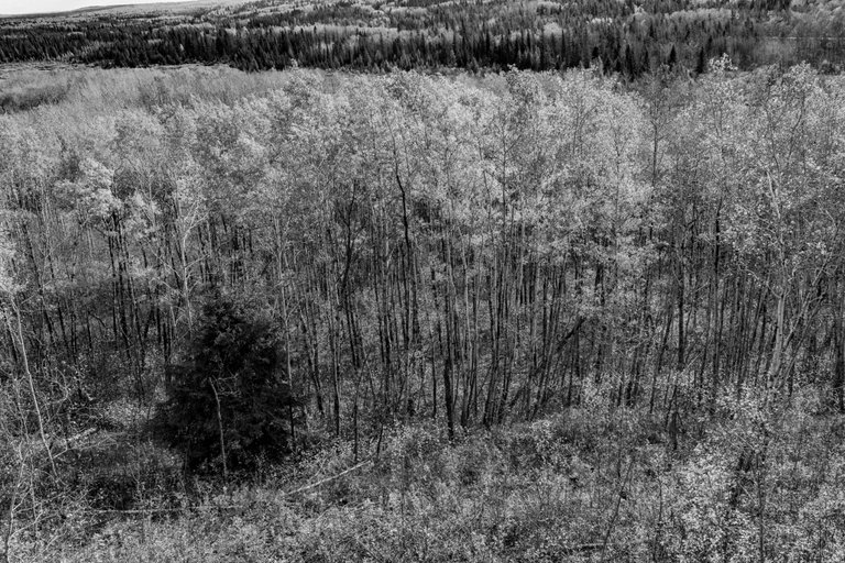 DSC08737.jpeg