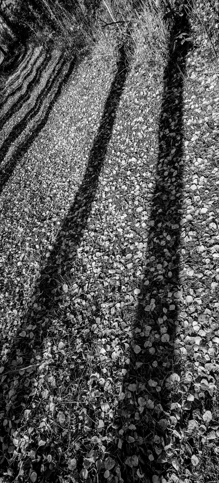 IMG_20241013_131623_Original.jpeg