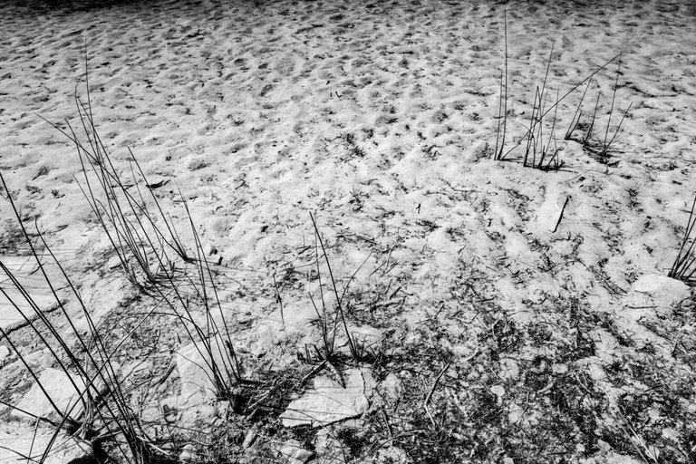 DSC08317.jpeg