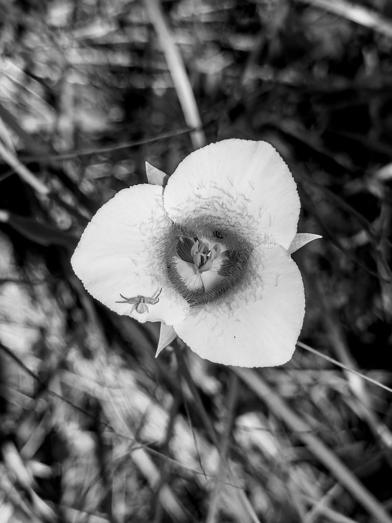 IMG_0426.jpeg