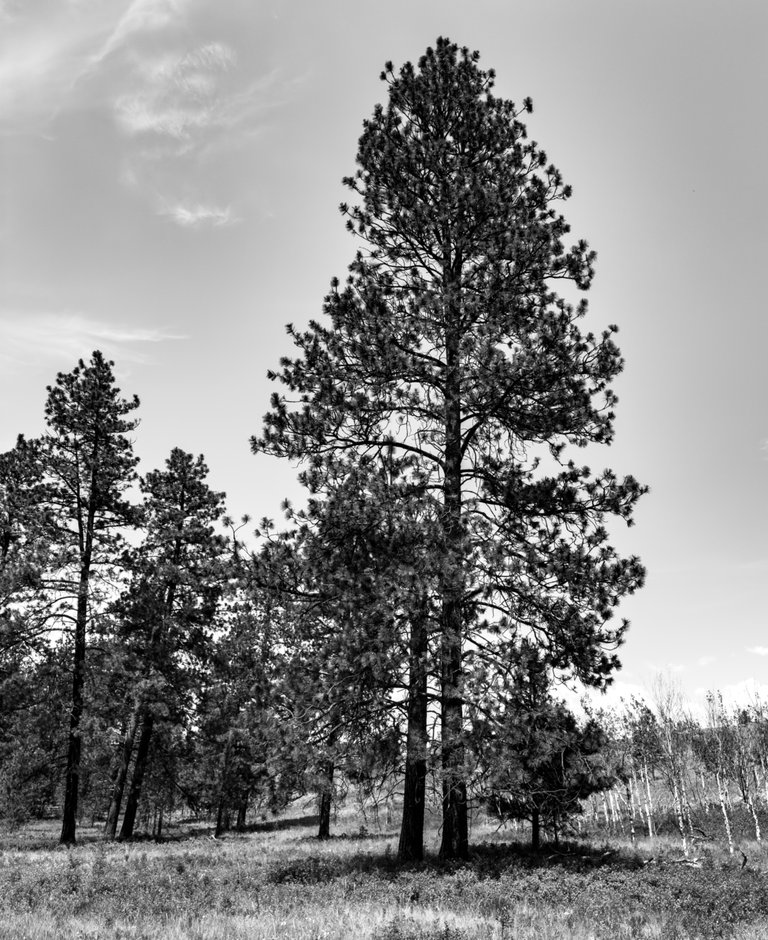 IMG_0476.jpeg