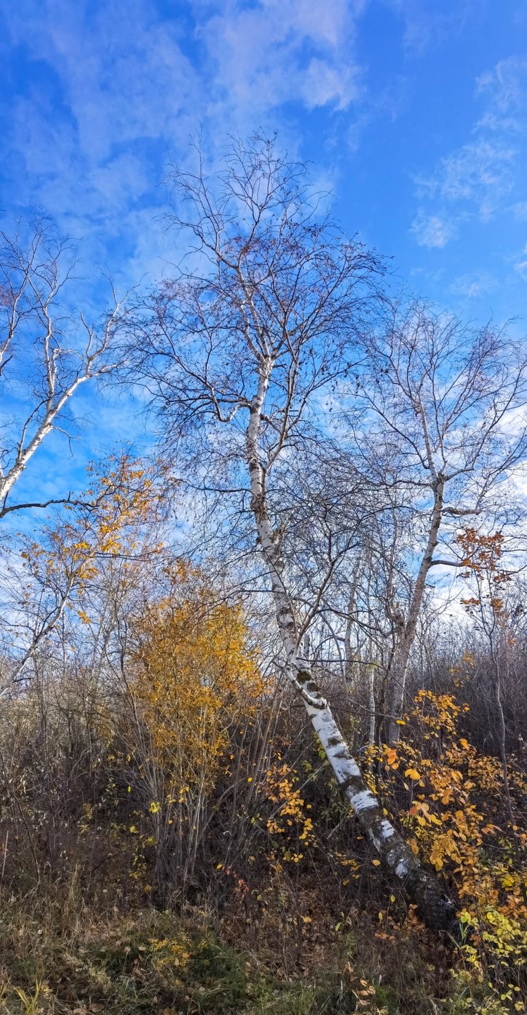 IMG_20231016_140718_Original.jpeg