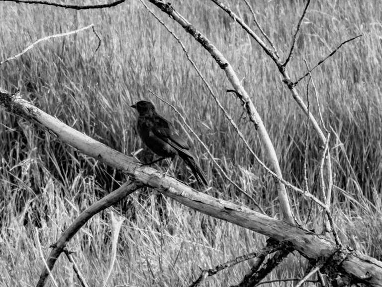 IMG_0557.jpeg