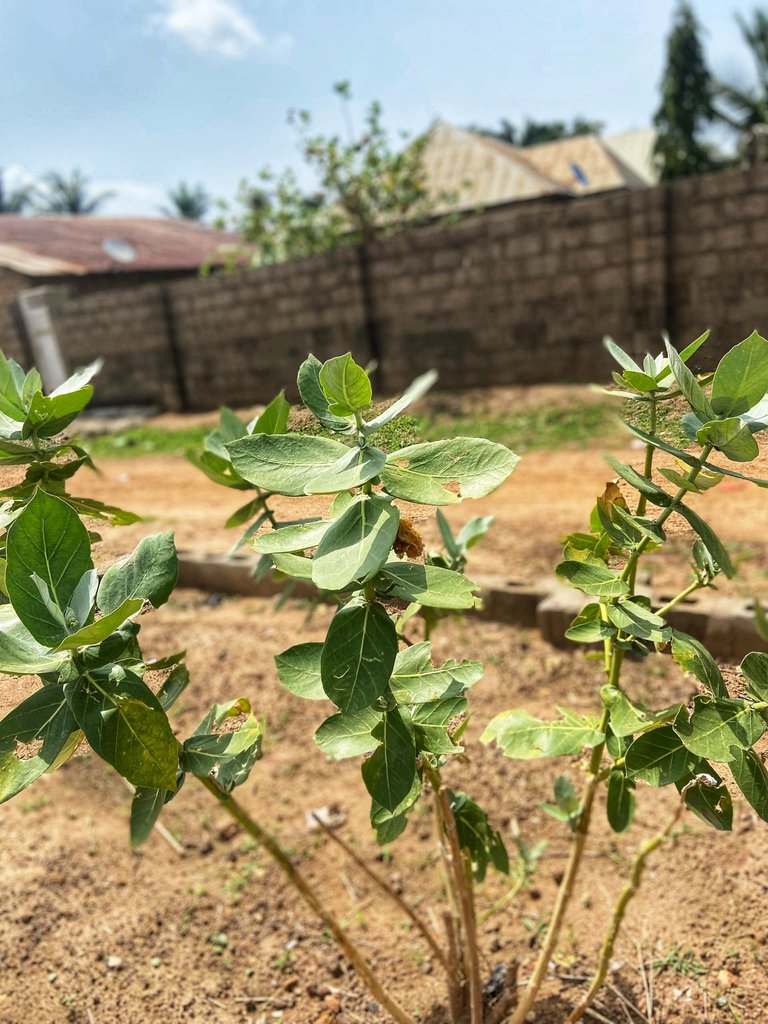 Growth Over Time