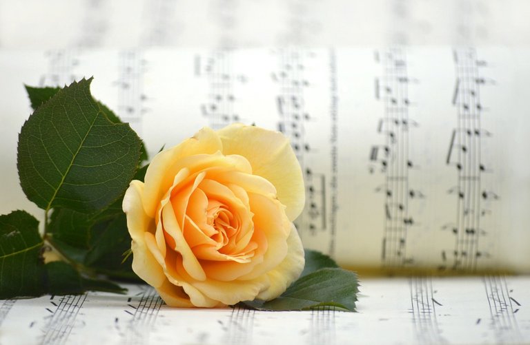Music Excellence By Country: Opinions and Considerations