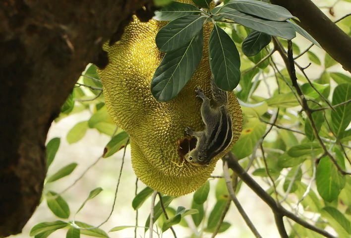 nature-2573512__480.jpg