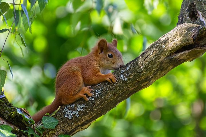 squirrel-4310069__480.jpg
