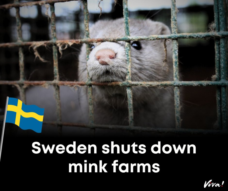 Sweden: final fur farms to close by June — Hive