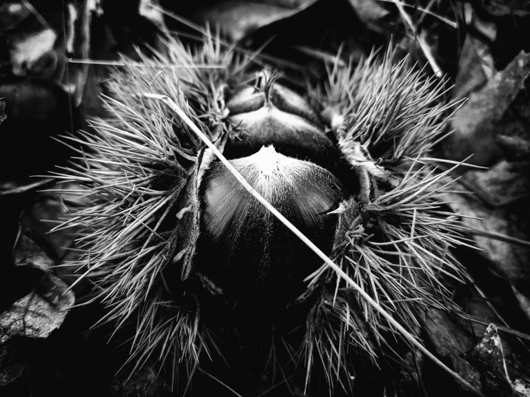 castagne.bw.jpg