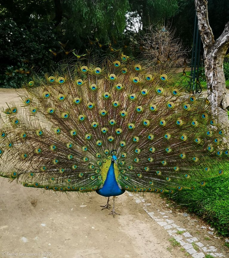 Pavão (2).jpg