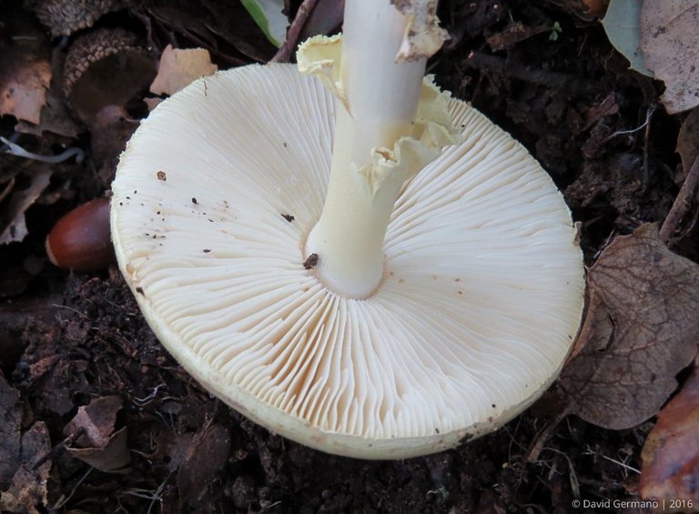 Amanita citrina (6).jpg