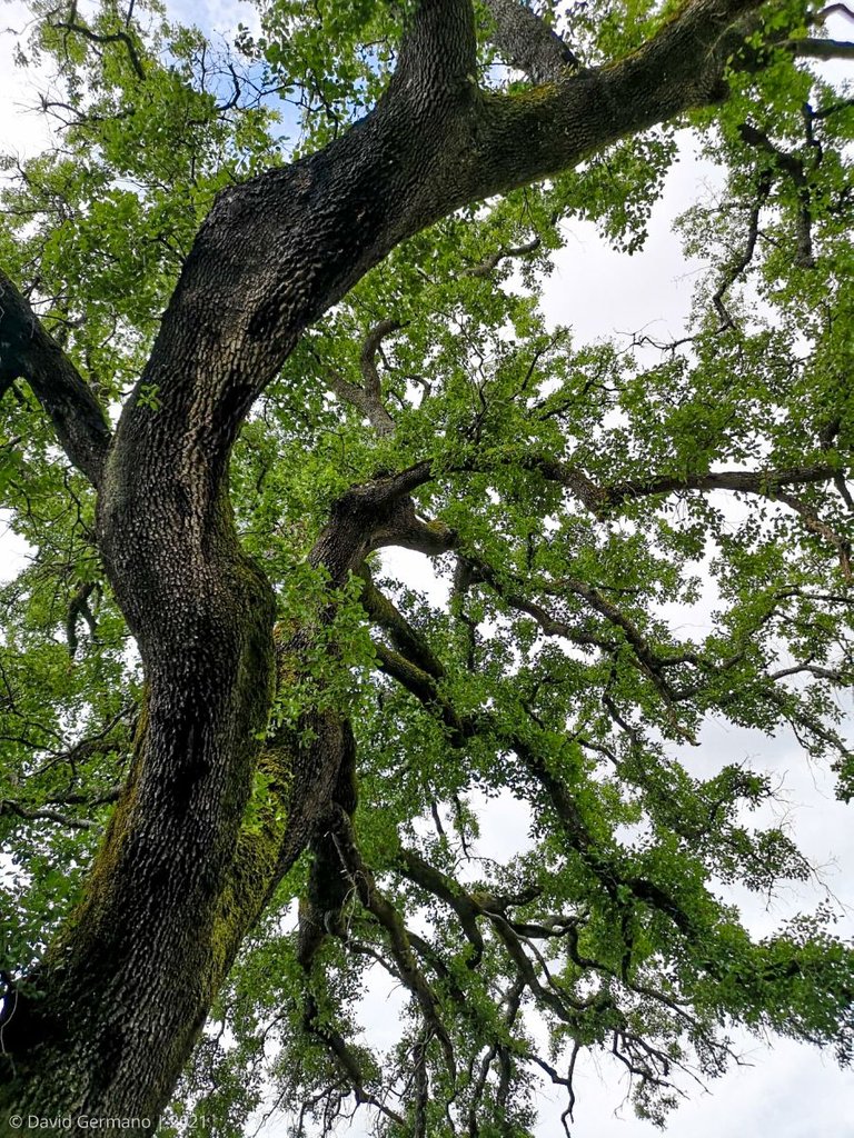 Quercus faginea broteroi.jpg