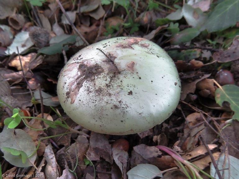 Amanita citrina (3).jpg