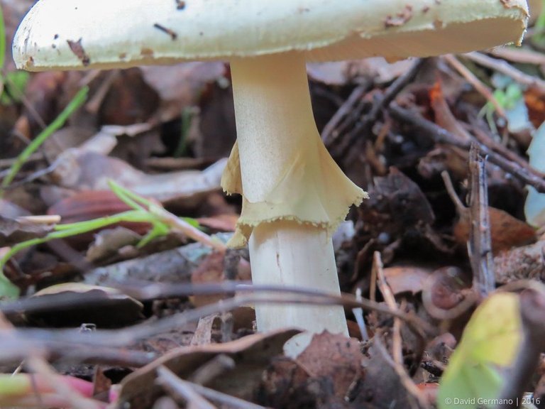 Amanita citrina (2).jpg