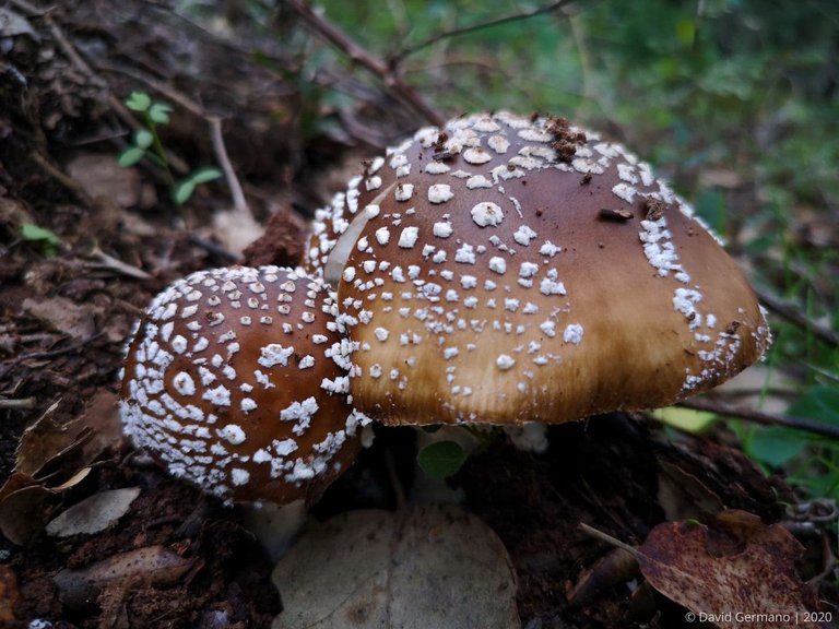 Amanita pantherina.jpg