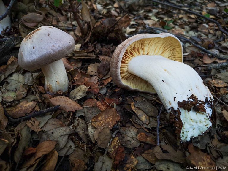 Entoloma sinuatum (3).jpg