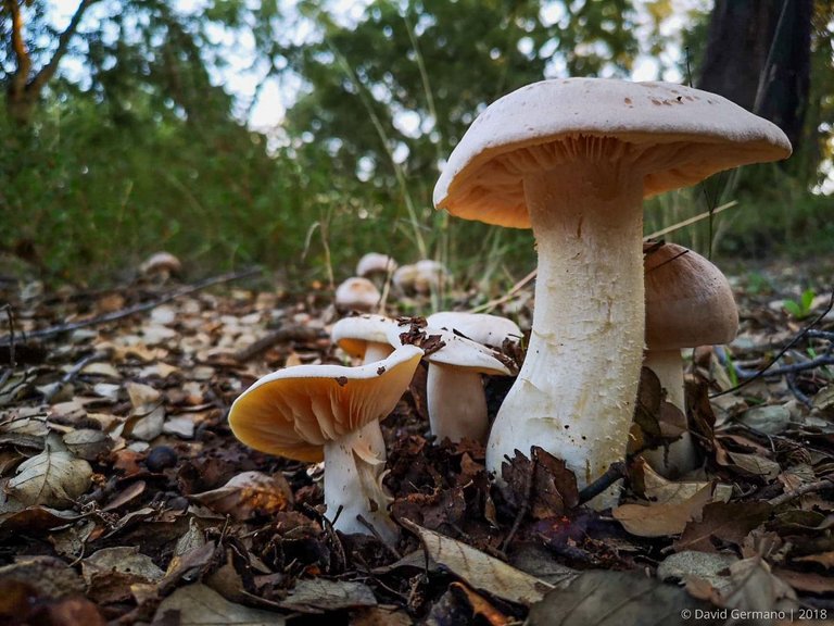 Entoloma sinuatum (2).jpg