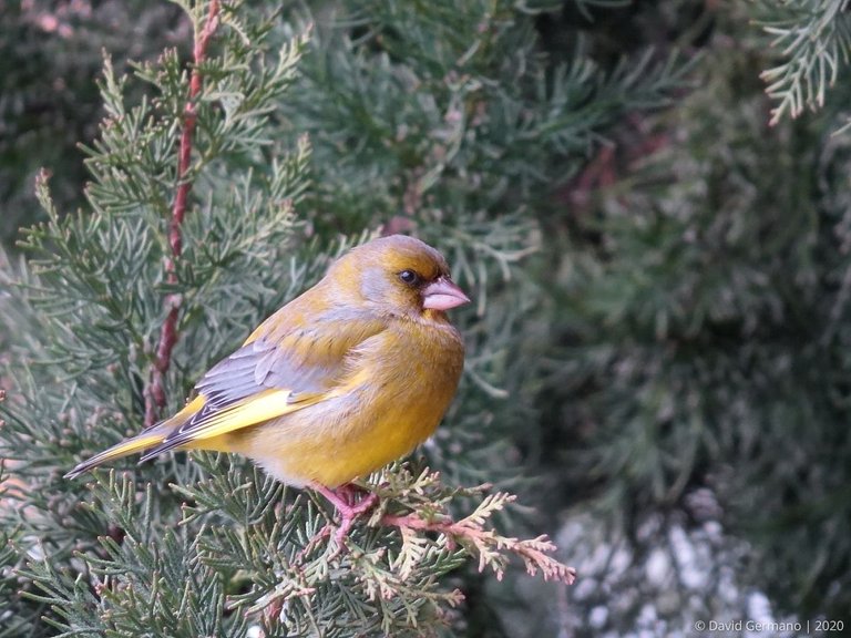 Verdilhão (Carduelis chloris, ass.).JPG