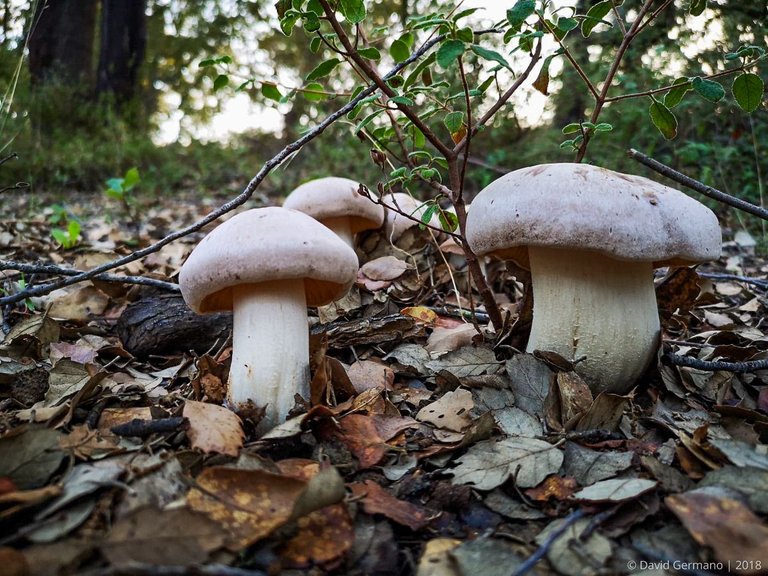 Entoloma sinuatum (1).jpg