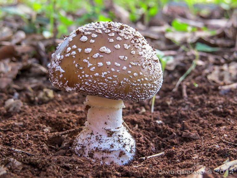 Amanita pantherina (2).jpg