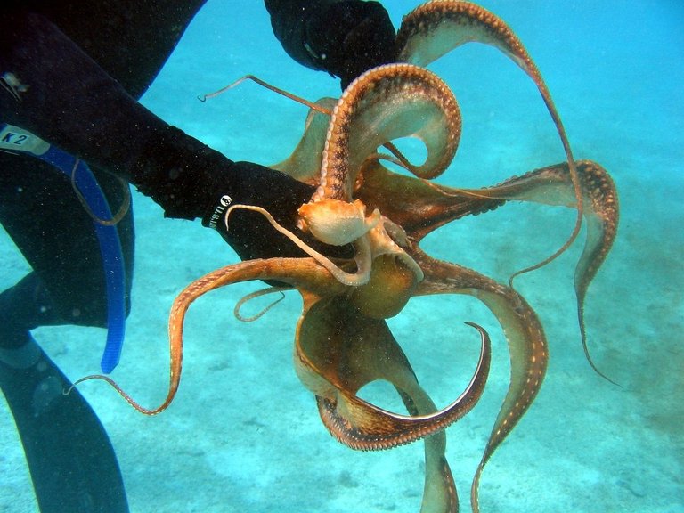 diver-79948_1280.jpg