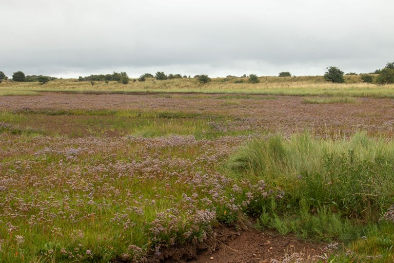 22nd August 2021 _Common Sea-lavender _Gibraltar Point _12.jpg