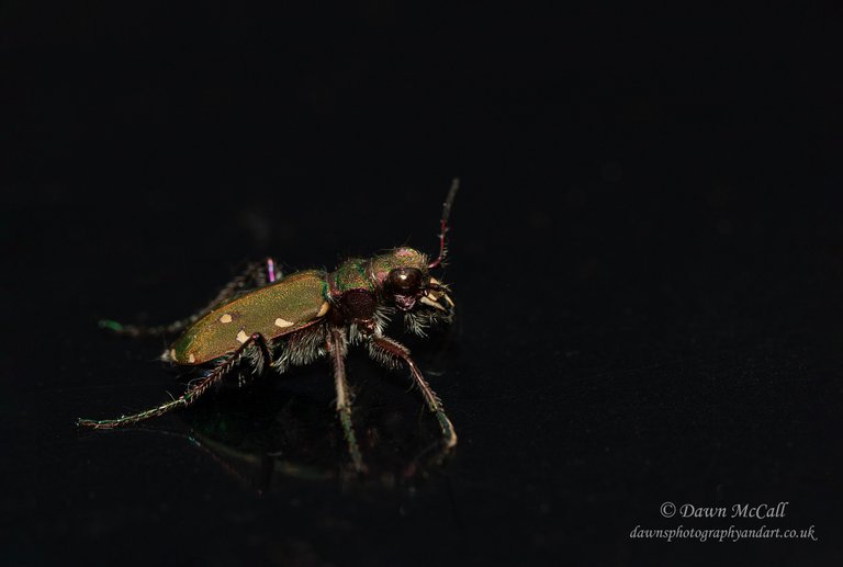 10th April 2022 _Green Tiger Beetle _Ostlers Plantation _03 - Watermarked.jpg